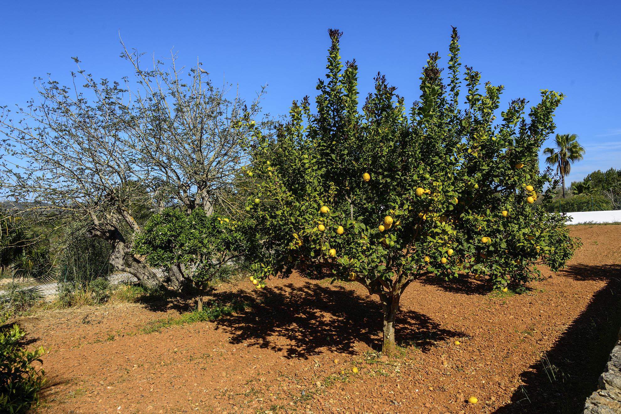 Sa Tanca Den Lloses, 4 bedroom villa in Ibiza - East Coast, Ibiza